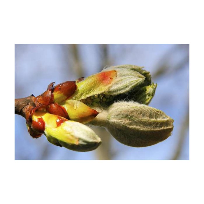 Chesnut Bud (Bourgeon de Maronnier)