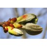 Chesnut Bud (Bourgeon de Maronnier)