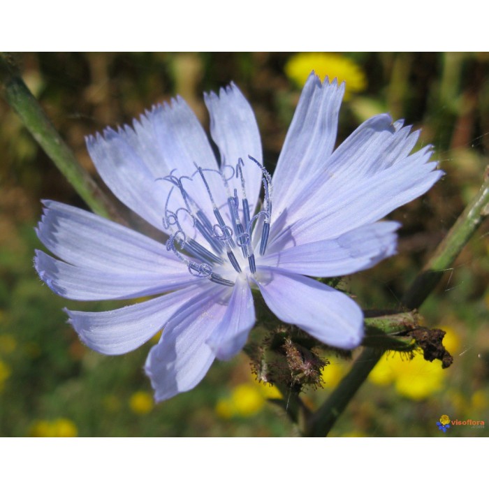 Chicory (Chicorée)