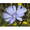 Chicory (Chicorée)