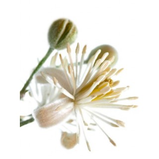 Clematis (Clématite)