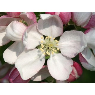 CRAB APPLE (