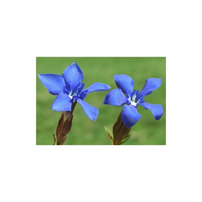 Gentian (Gentiane)