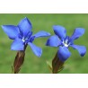 Gentian (Gentiane)