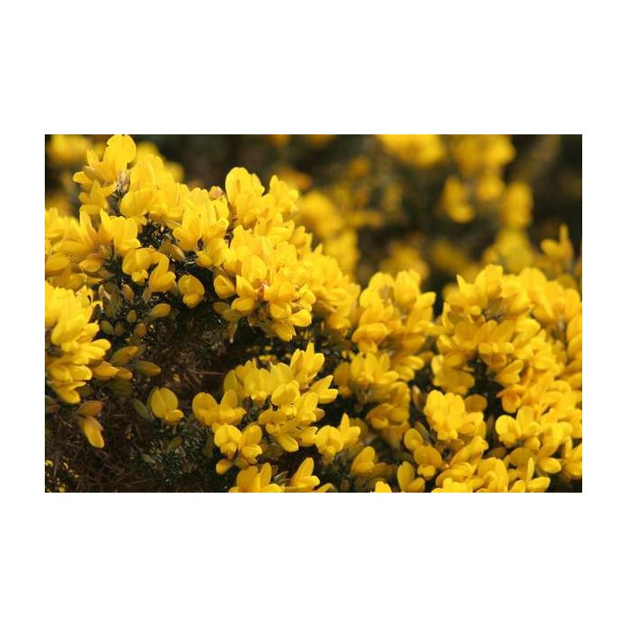 Gorse (Ajonc)