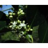Holly (Houx)