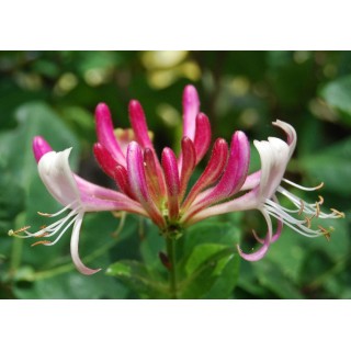 Honeysuckle (Chèvrefeuille)