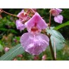 Impatiens (Impatience)