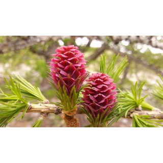 Larch (Mélèze)