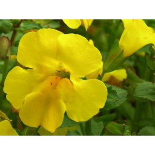 Mimulus (Muscade)