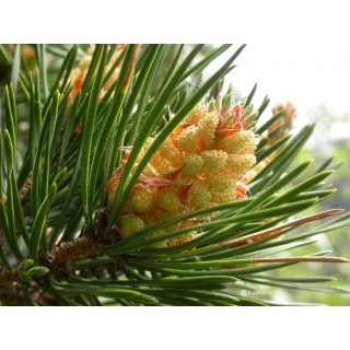 Pine (Pin sylvestre)