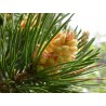 Pine (Pin sylvestre)