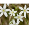 Star of Bethlehem (Étoile de Bethléem)