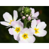 Water Violet (Violette d'eau)