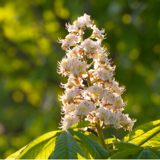 White Chestnut (Marronnier blanc)