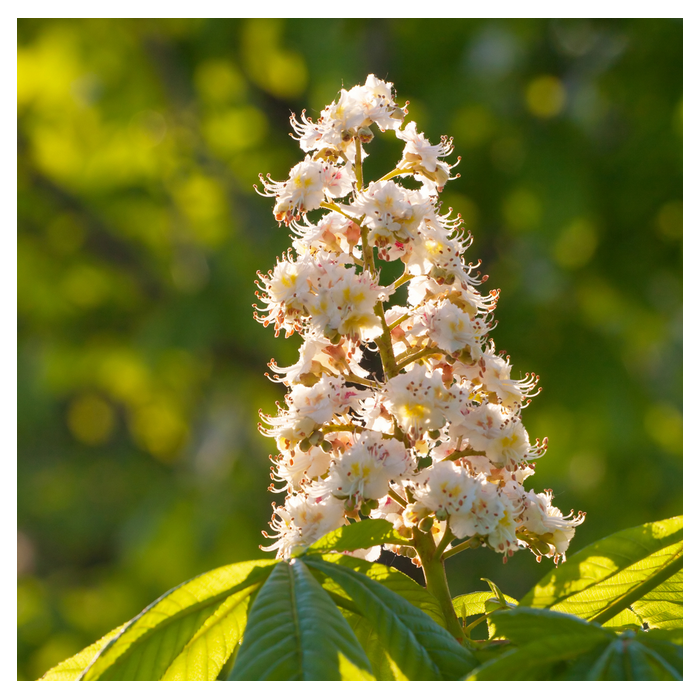 White Chestnut (Marronnier blanc)