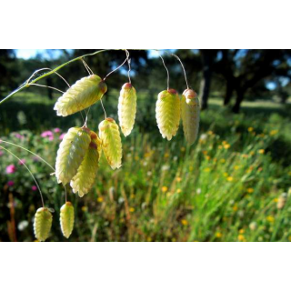 Wild Oat (Folle avoine)