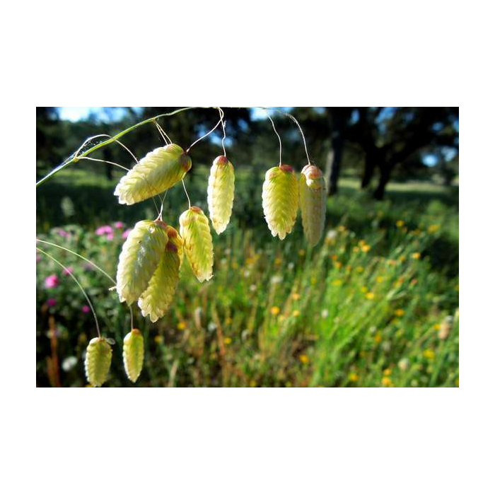 Wild Oat (Folle avoine)