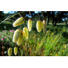 Wild Oat (Folle avoine)