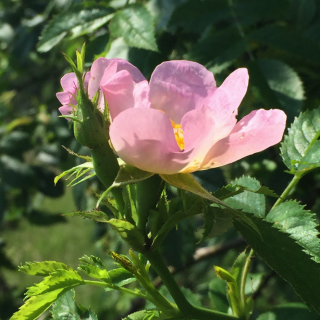 Wild Rose (Églantine)