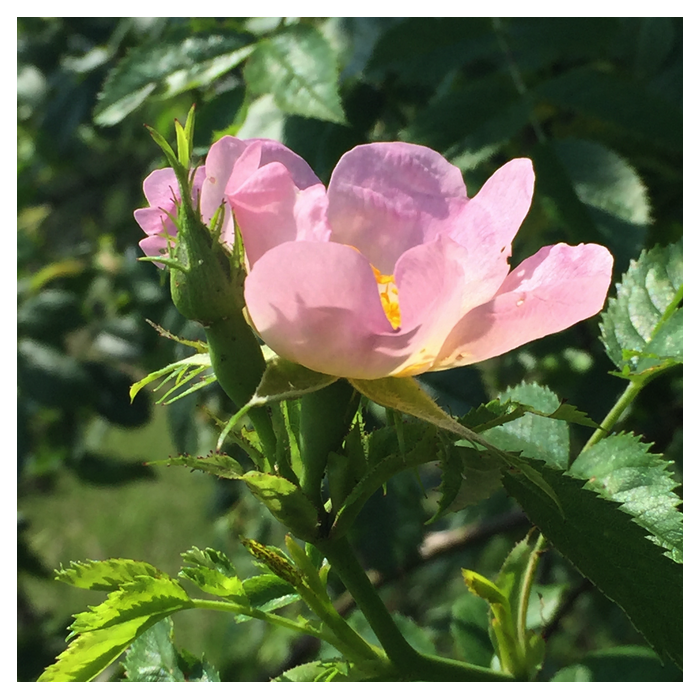 Wild Rose (Églantine)