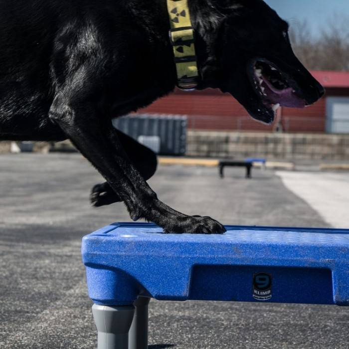 Plate-forme d’entraînement pour chiens (Sports Klimb Blue)