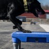 Plate-forme d’entraînement pour chiens (Sports Klimb Blue)