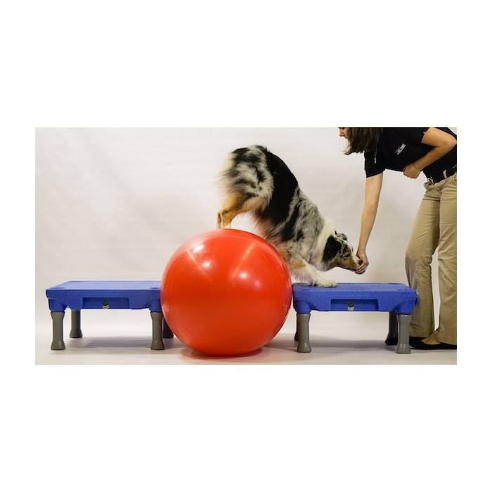 Plate-forme d’entraînement pour chiens (Sports Klimb Blue)