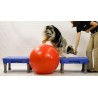 Plate-forme d’entraînement pour chiens (Sports Klimb Blue)