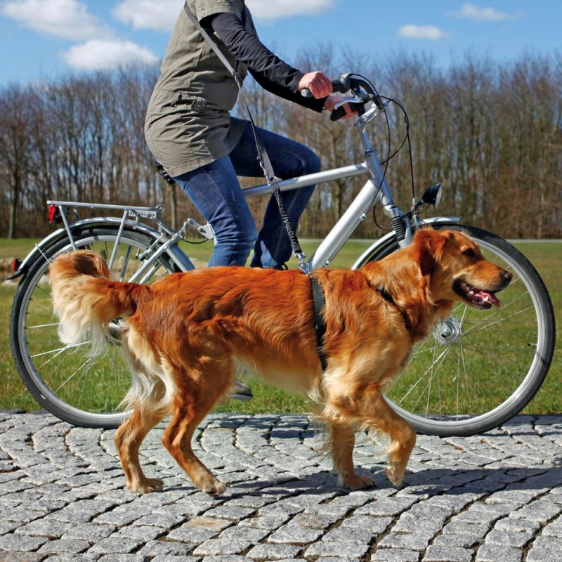 Laisse de Jogging pour Chiens, Jogging, Laisse de Chien pour Moyens et  Grands Chiens