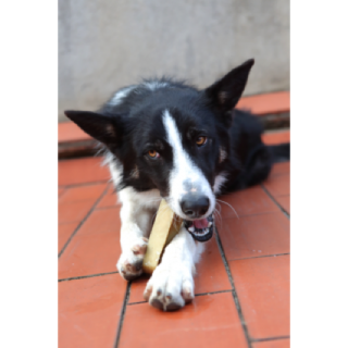 Snacks au lait de yak (Churpi Himalayan Canine Treat)