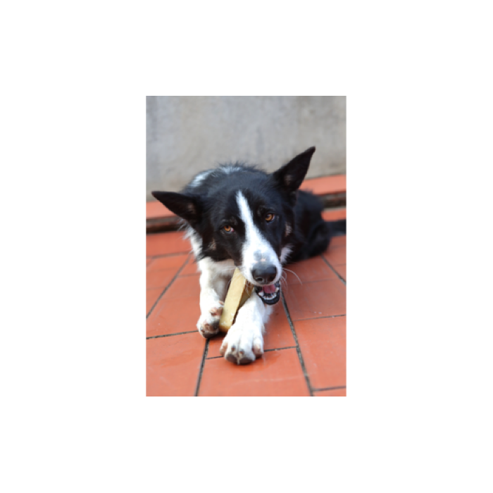 Snacks au lait de yak (Churpi Himalayan Canine Treat)