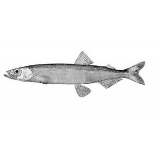 Poissons séchés (Capelan 100 % naturel de l’Atlantique Nord)