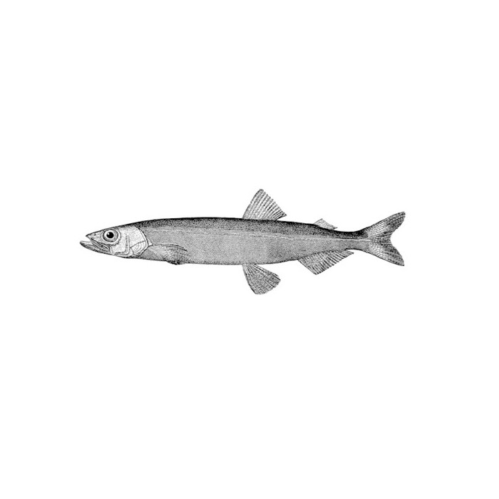 Poissons séchés (Capelan 100 % naturel de l’Atlantique Nord)