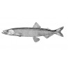 Poissons séchés (Capelan 100 % naturel de l’Atlantique Nord)