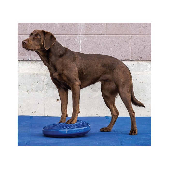 Disque d’équilibre FitPAWS (FitPAWS Balance Disc)