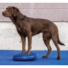 Disque d’équilibre FitPAWS (FitPAWS Balance Disc)