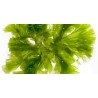 Mélange d’algues (Greenheart Algea Mix)