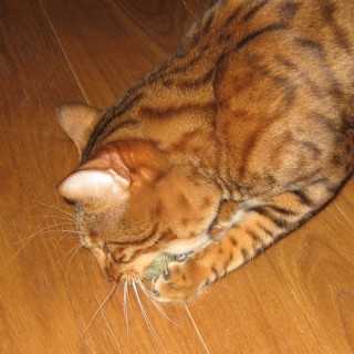 Balle d’herbe à chats (Cataire séchée)