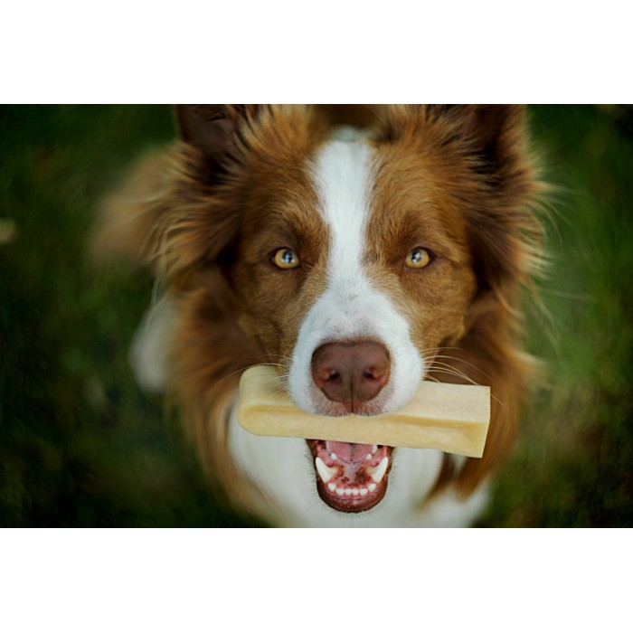 Snacks au lait de yak (Churpi Himalayan Canine Treat)