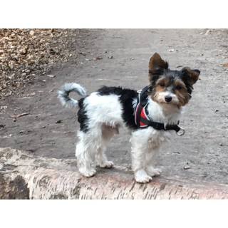 Multi Harnais REFLEX Animalin® 