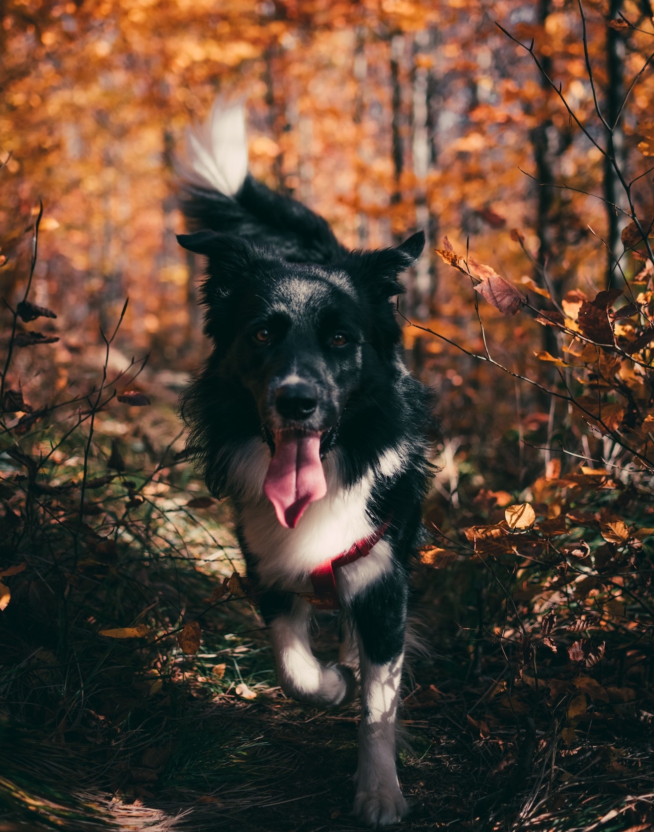 Jouets Pour Chien Animalinboutiquefr Envoi Gratuit