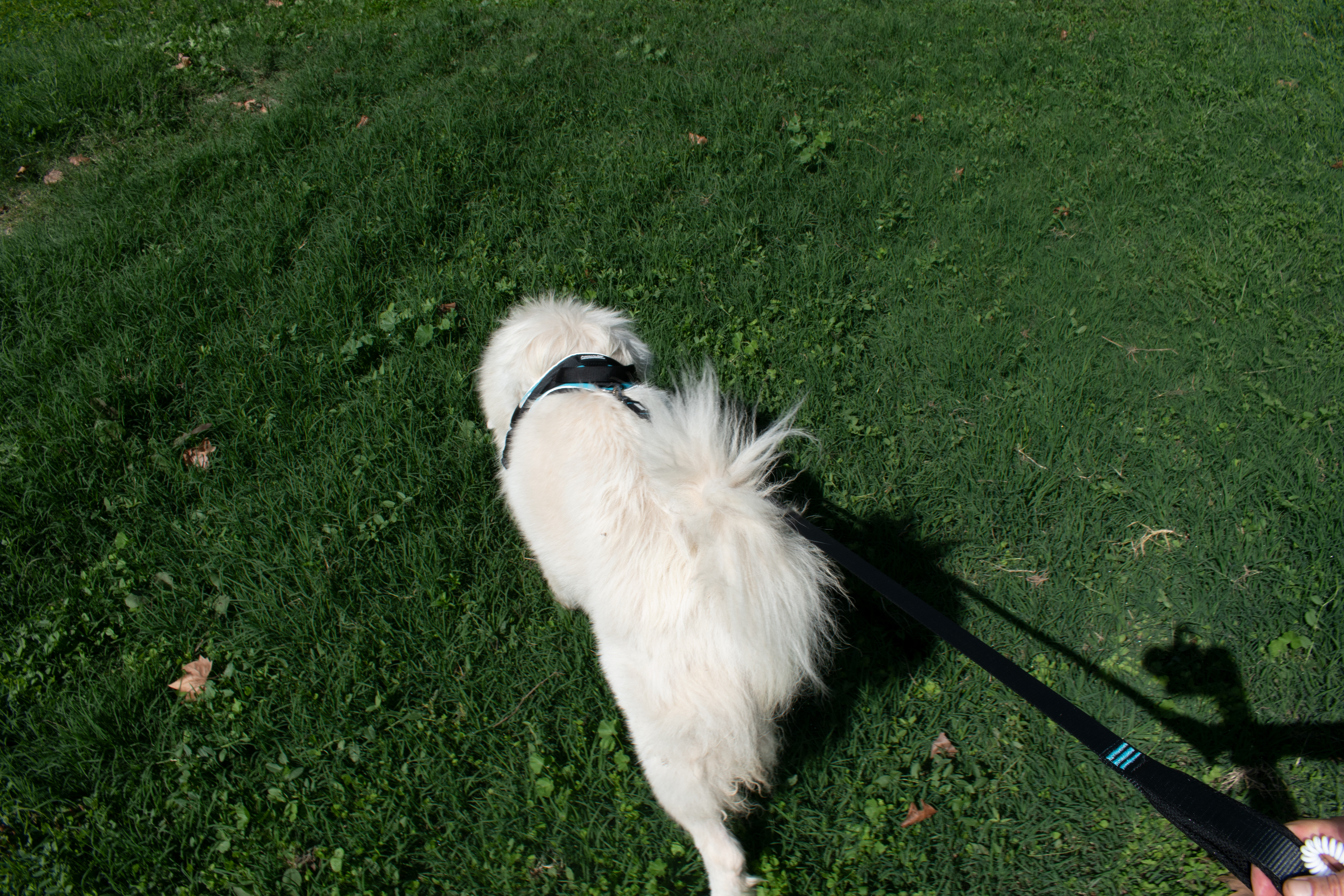 OFFRE KITS Marche en laisse